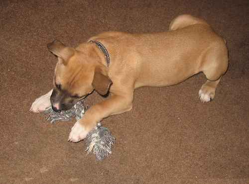 Kiefer