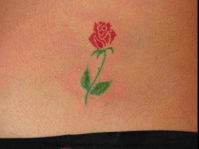 Stephanie's Rose